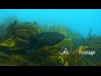 Butterfish 1367